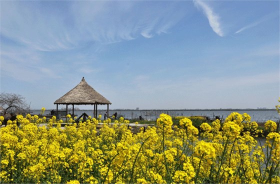 蘇州陽(yáng)澄湖蓮花島油菜花