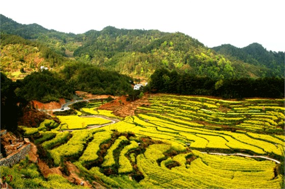 安徽黃山油菜花