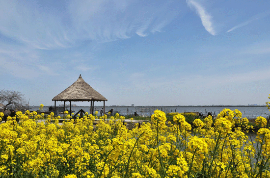 蘇州陽澄湖蓮花島油菜花