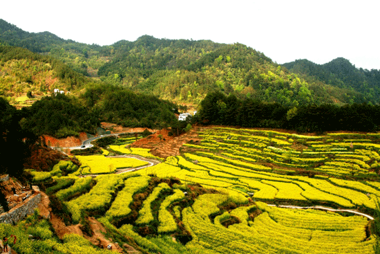 安徽黃山油菜花